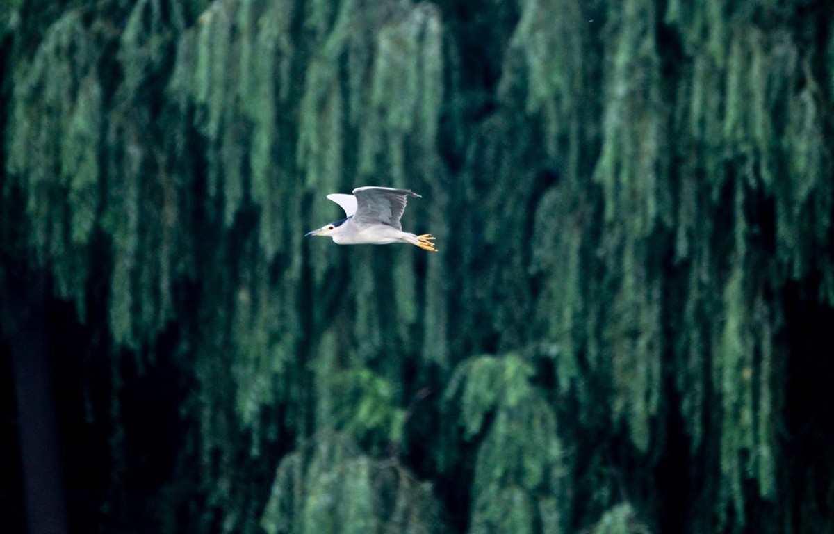 抓拍——明湖鹭鸟（飞版）