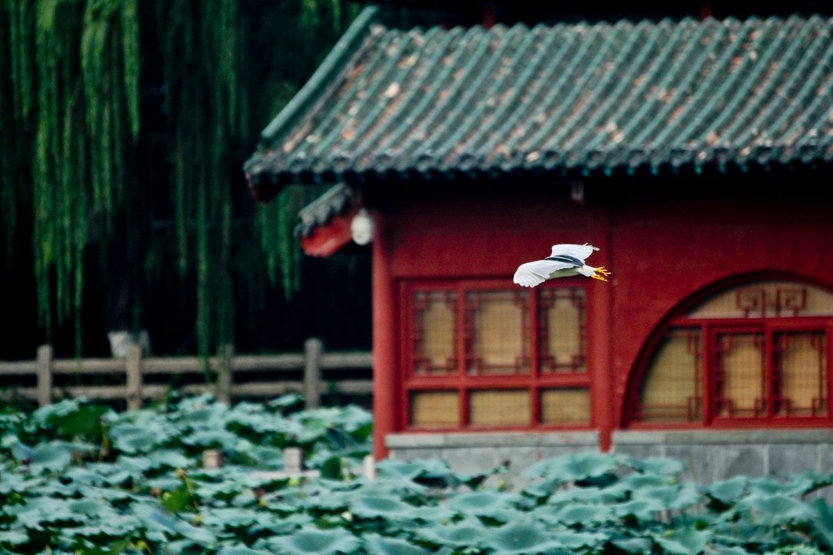 抓拍——明湖鹭鸟（飞版）