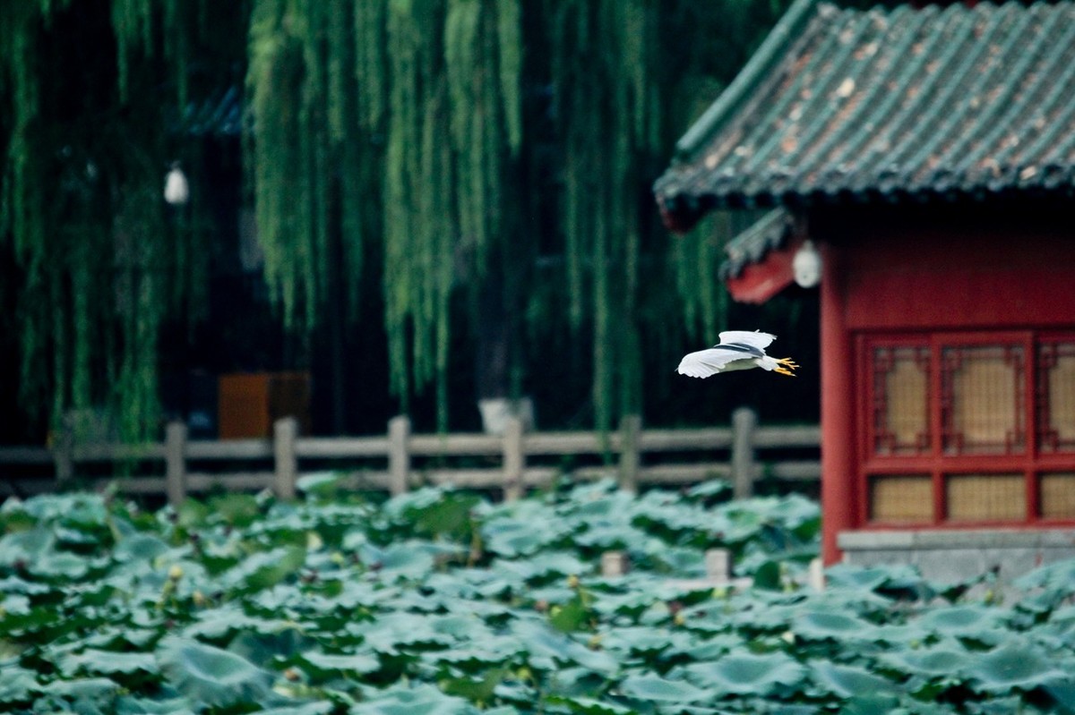 抓拍——明湖鹭鸟（飞版）