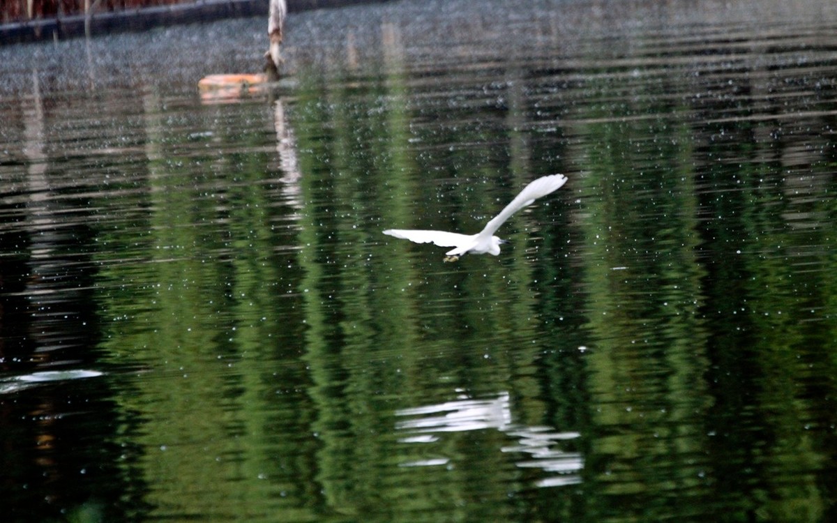 抓拍——明湖鹭鸟（飞版）