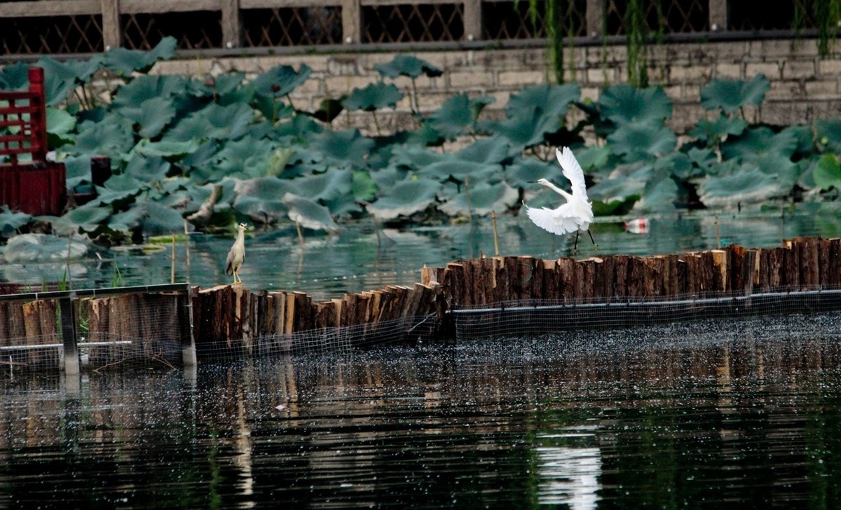 抓拍——明湖鹭鸟（飞版）