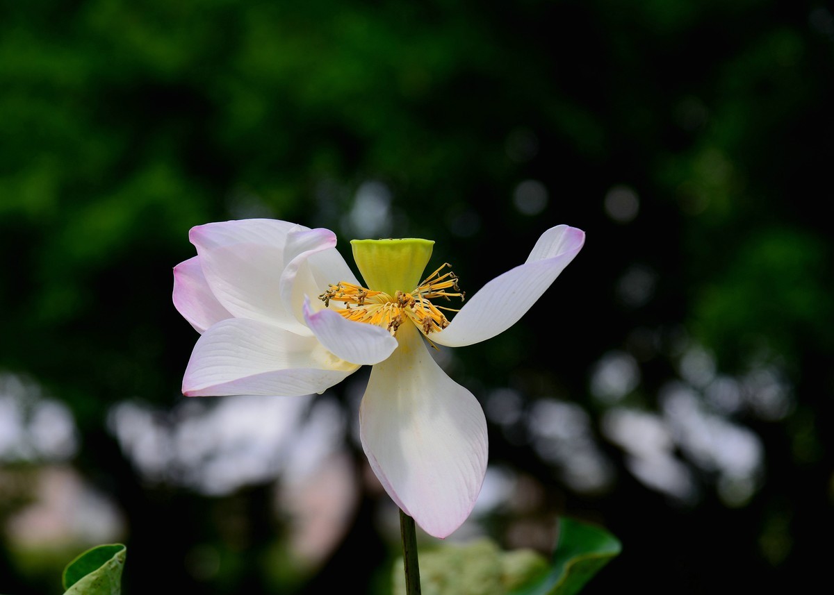 今年最后的秋荷。