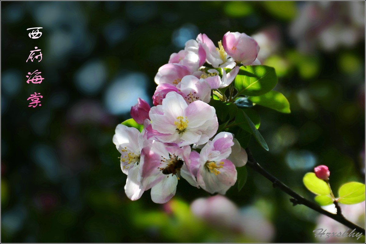 西府海棠（2024242）