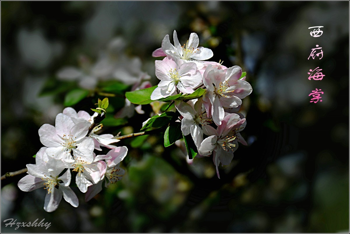 西府海棠（2024242）