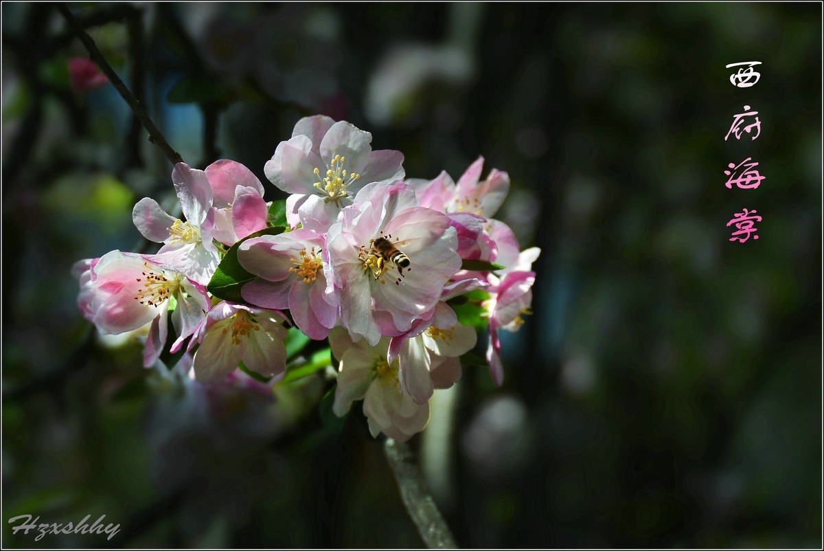 西府海棠（2024242）