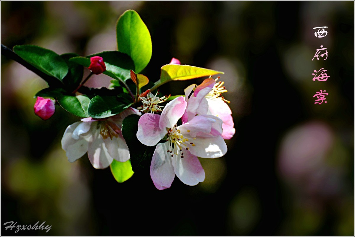 西府海棠（2024242）