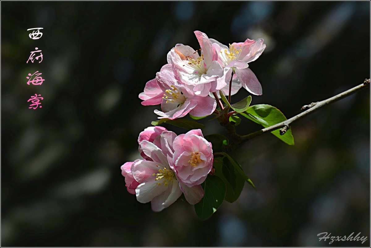 西府海棠（2024242）