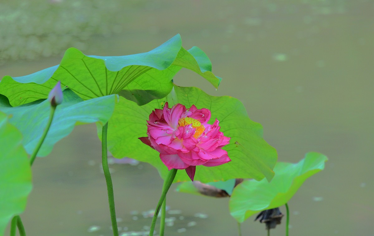 荷花3