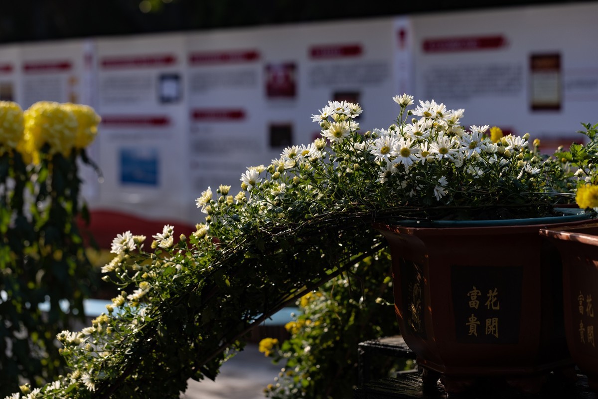 黄花文化节（11）