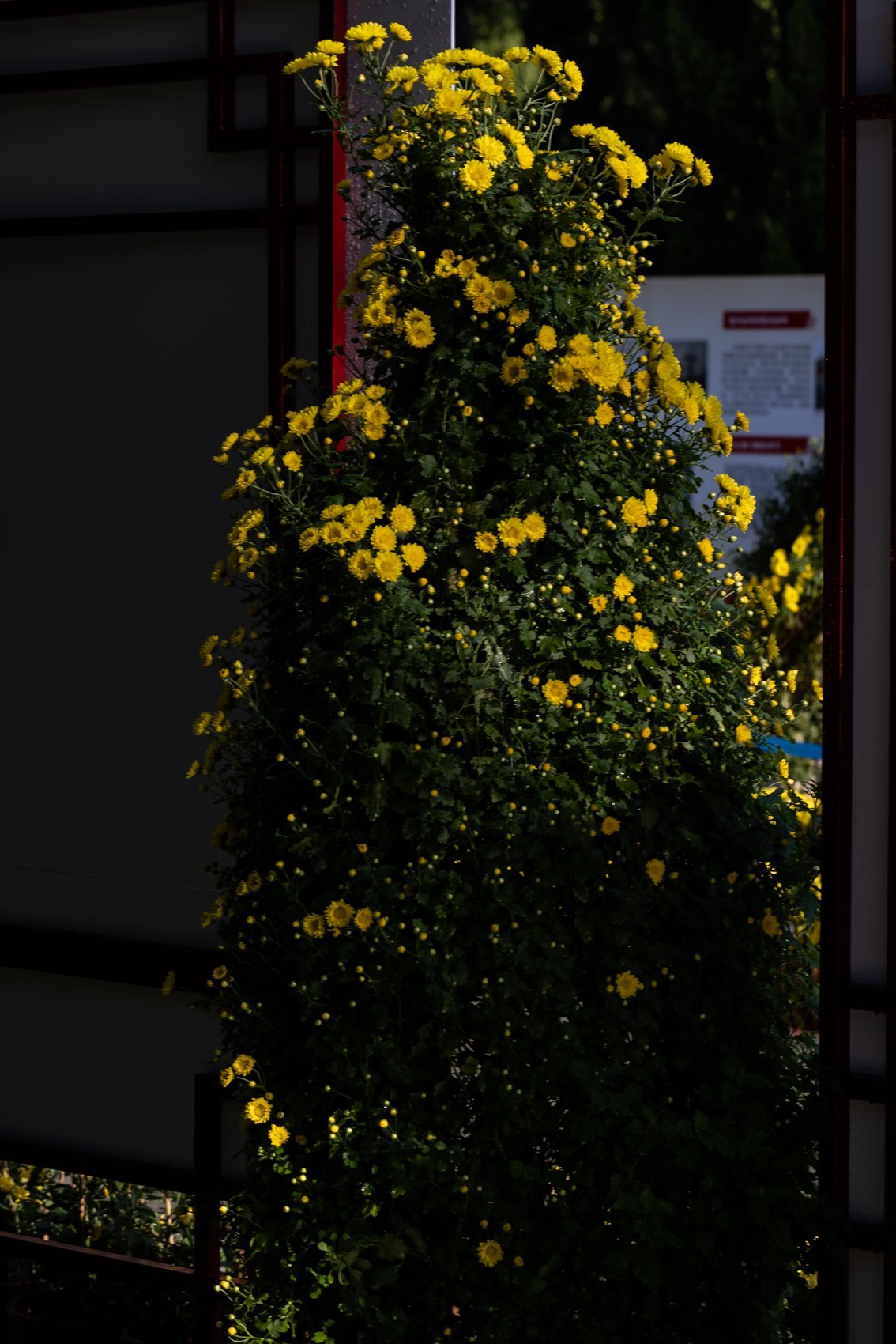 黄花文化节（11）