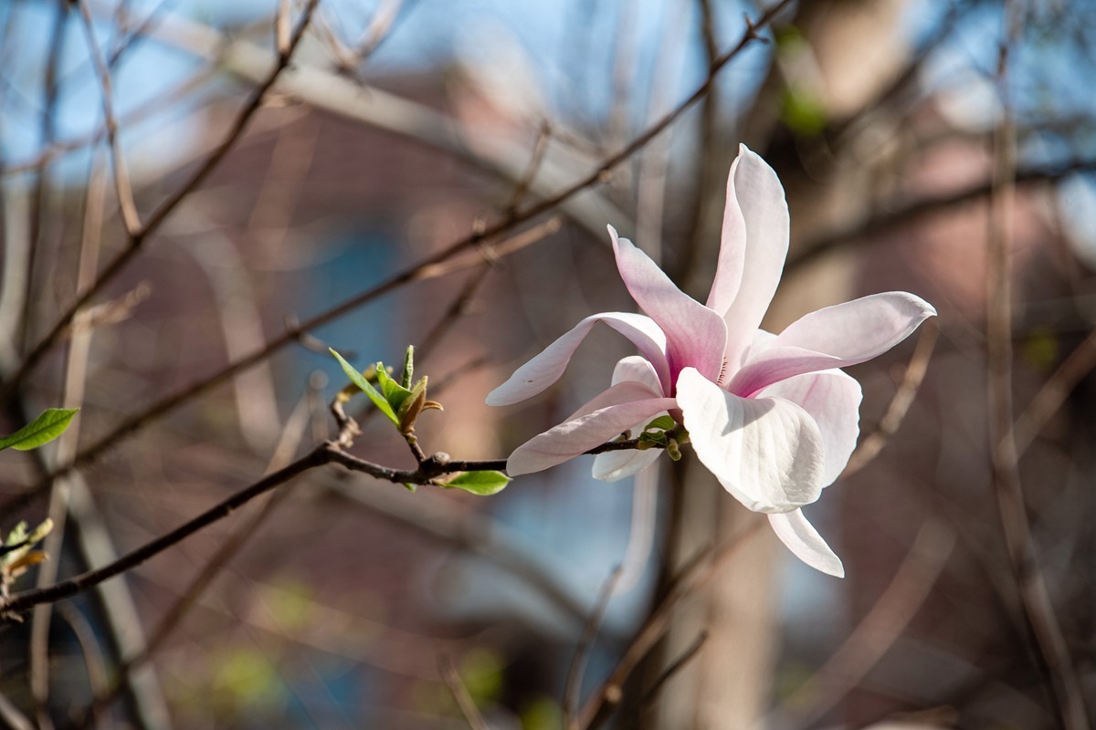 玉兰花开——北方的春天来的很晚
