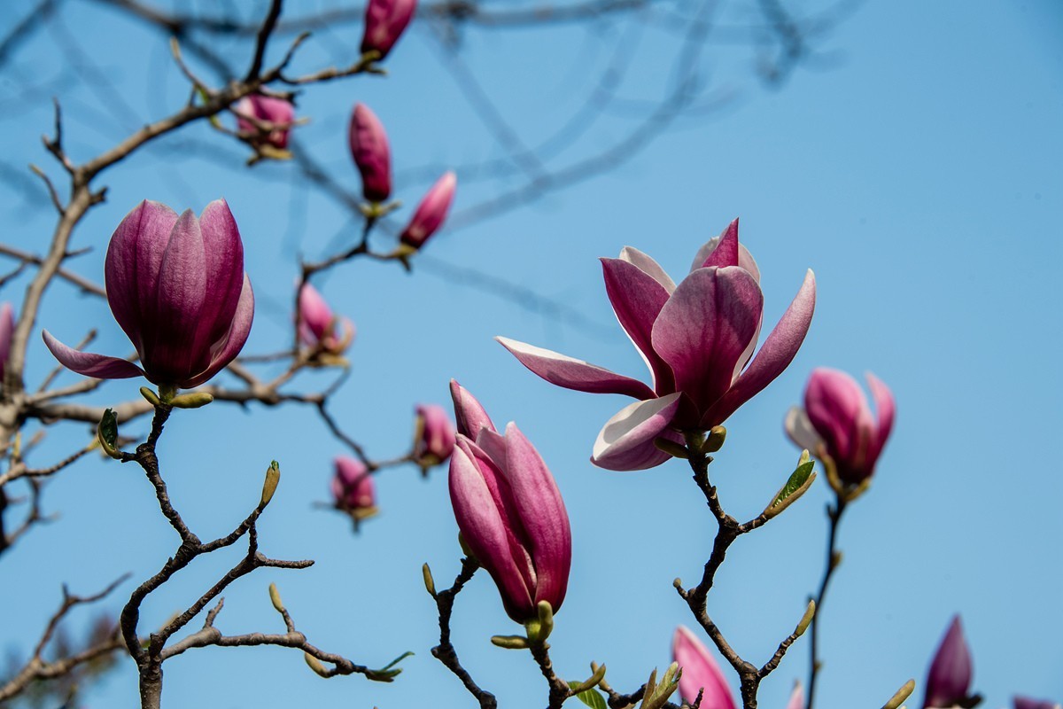 玉兰花开——北方的春天来的很晚