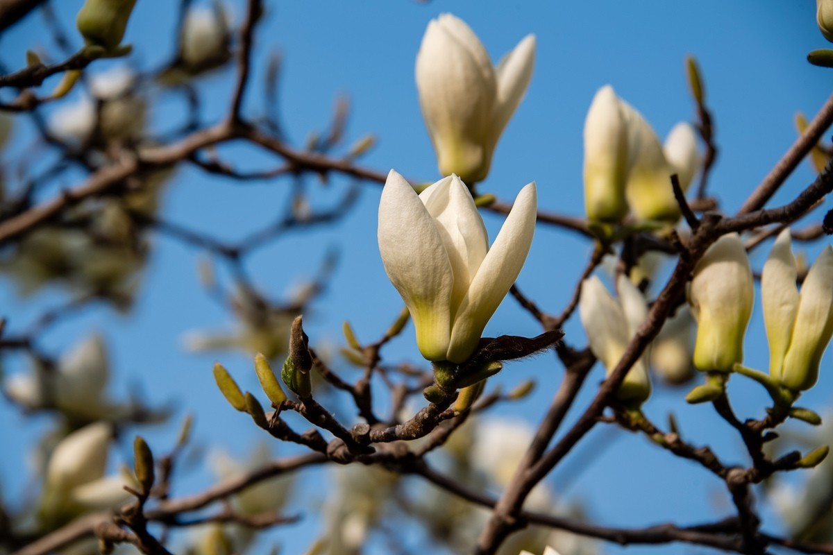 玉兰花开——北方的春天来的很晚