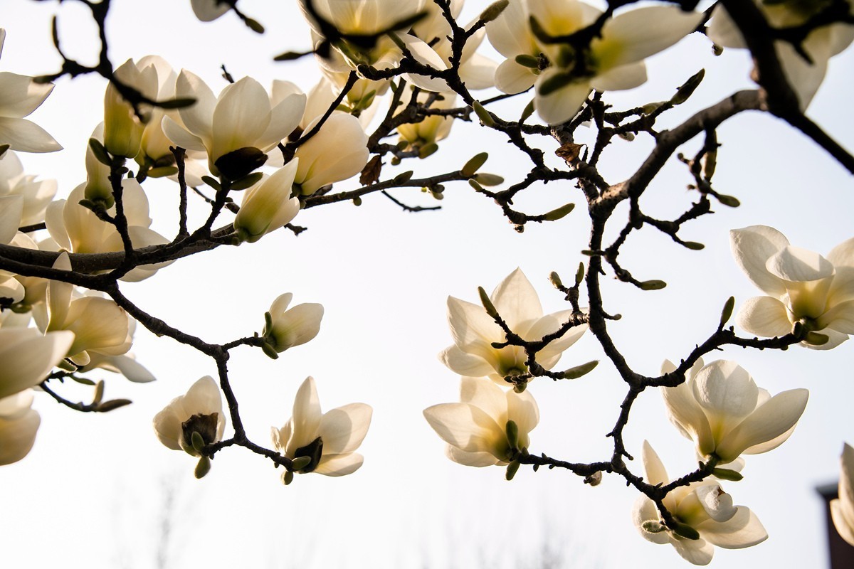 玉兰花开——北方的春天来的很晚