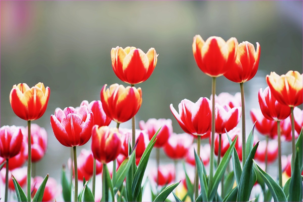 人见人爱郁金香