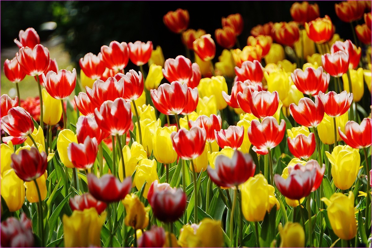 人见人爱郁金香