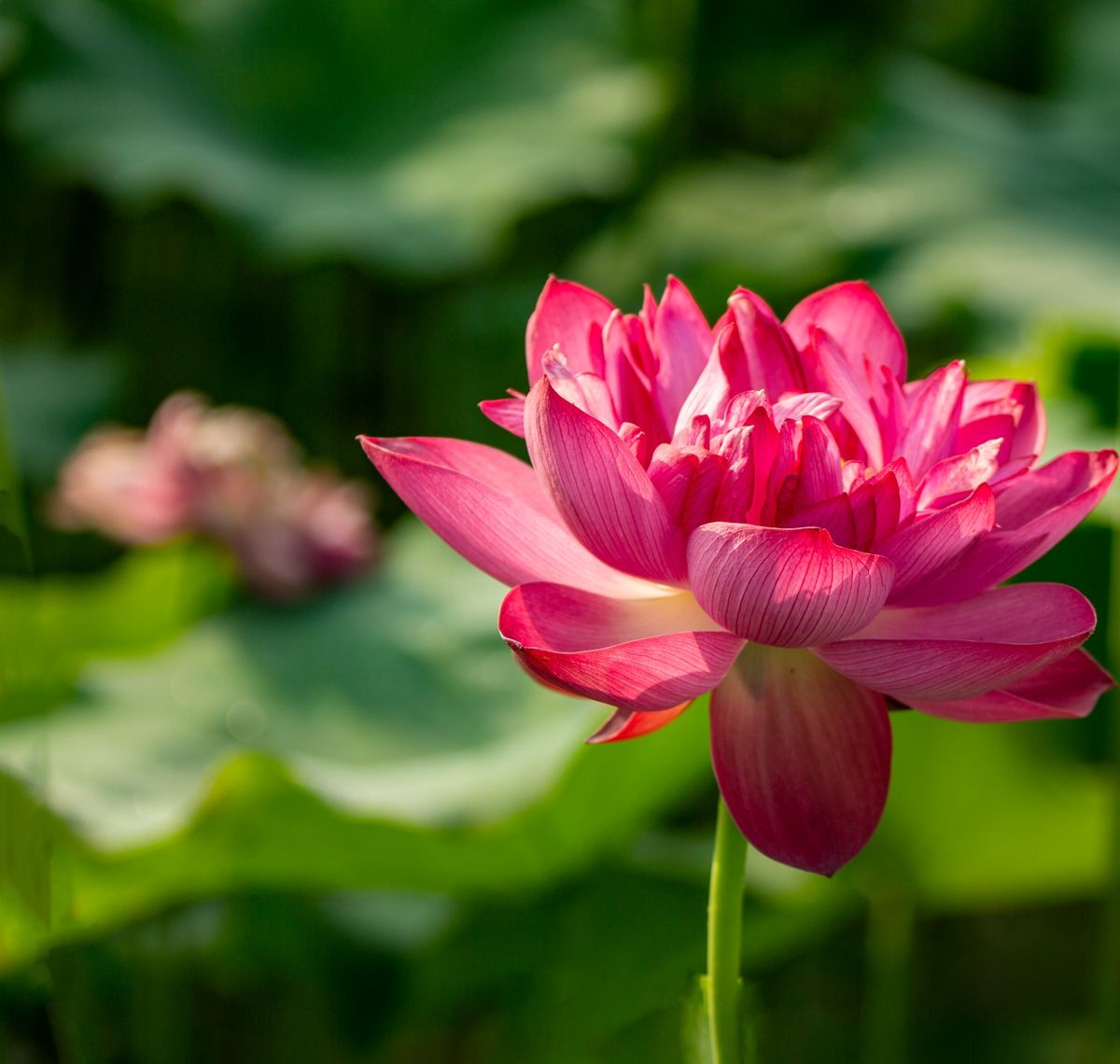 莲荷国的复瓣荷花(1)