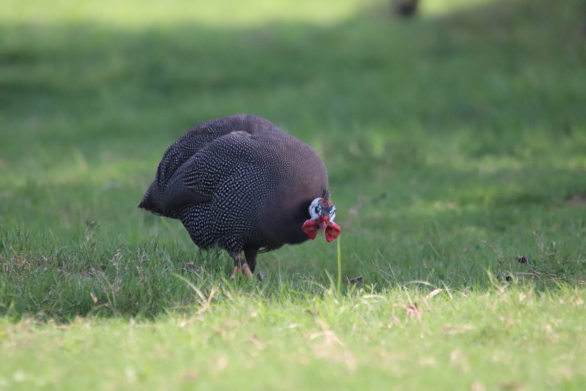 一组旧片草地上的珍珠鸡。