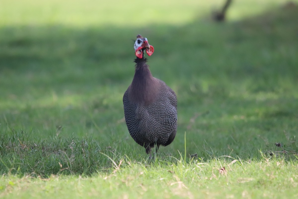 一组旧片草地上的珍珠鸡。