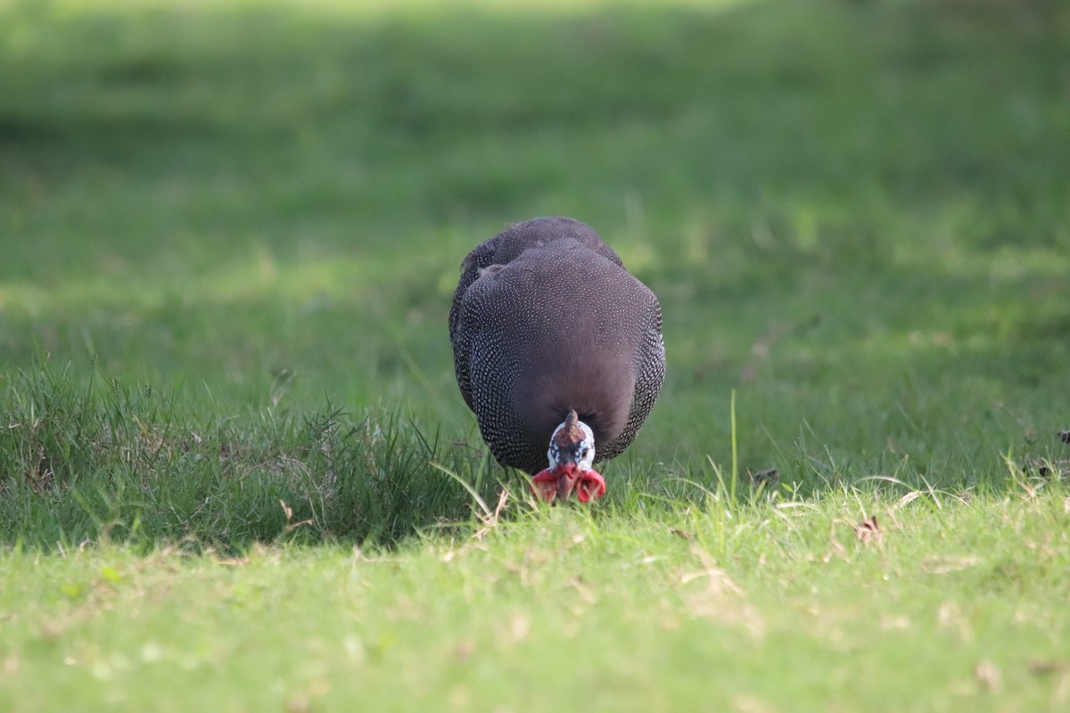 一组旧片草地上的珍珠鸡。