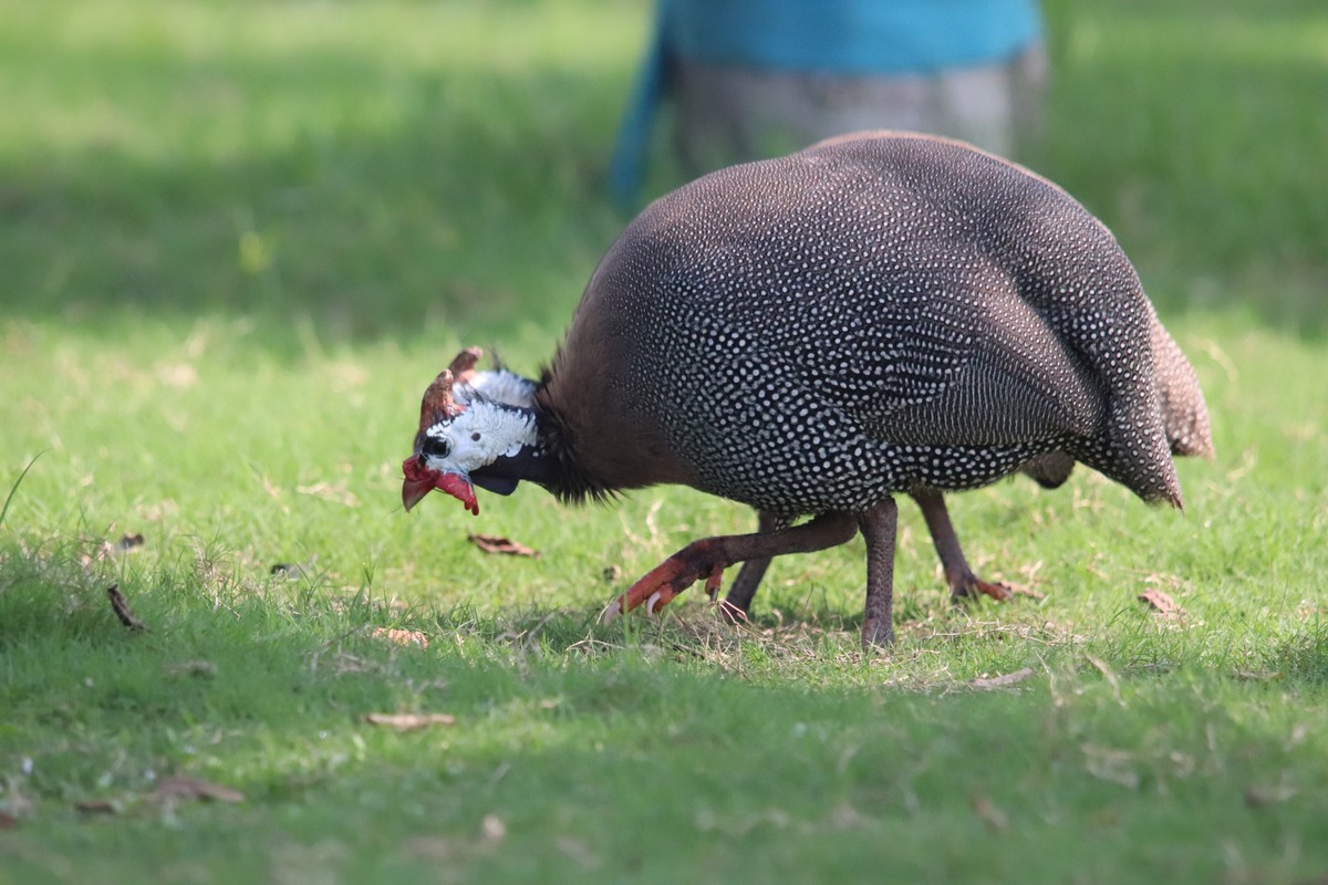 一组旧片草地上的珍珠鸡。