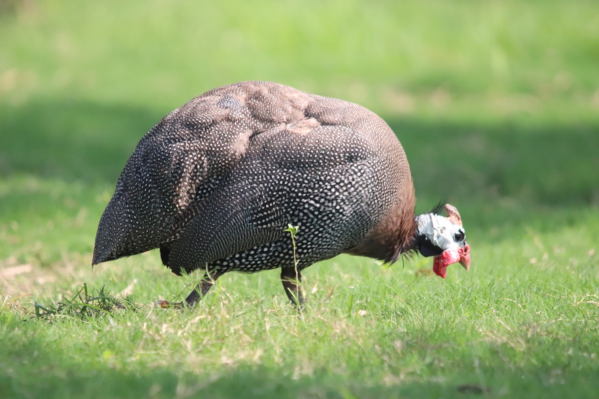 一组旧片草地上的珍珠鸡。