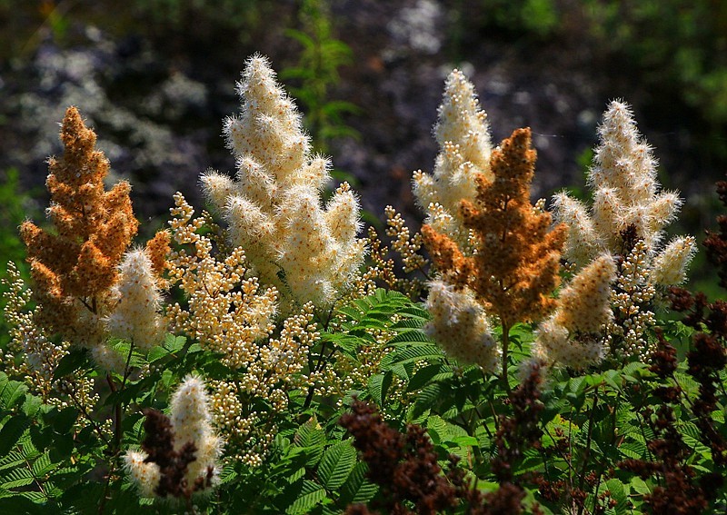 Z--5【不老松:纪实摄影】珍珠梅!(火山岩上特有的花!)