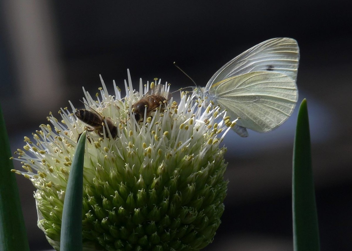 洋葱花和白蝴蝶