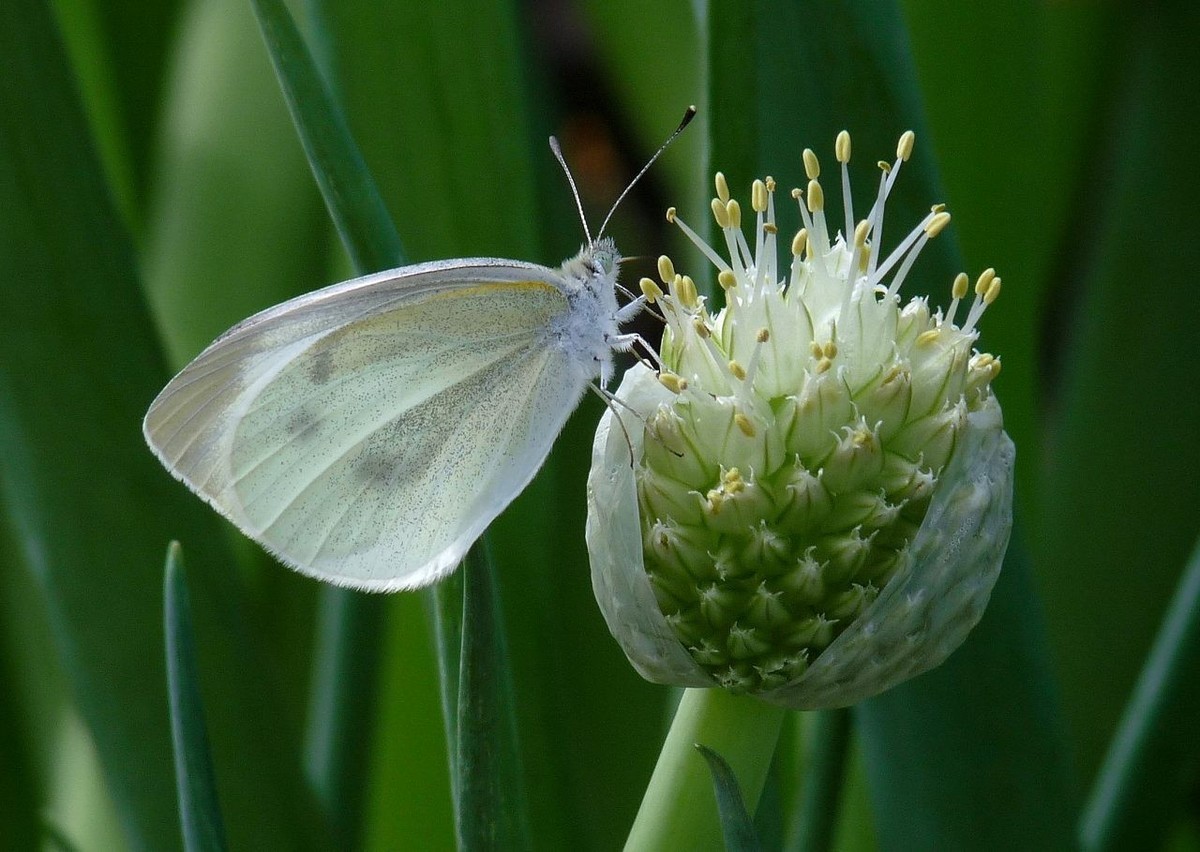 洋葱花和白蝴蝶