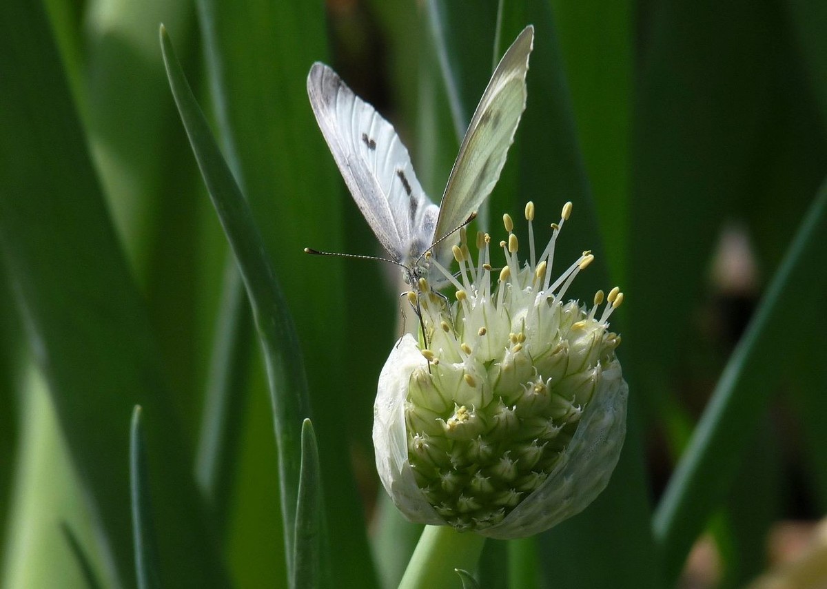 洋葱花和白蝴蝶