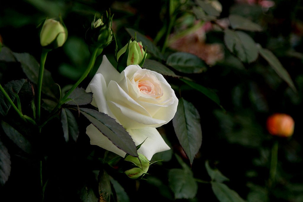 月季花=12
