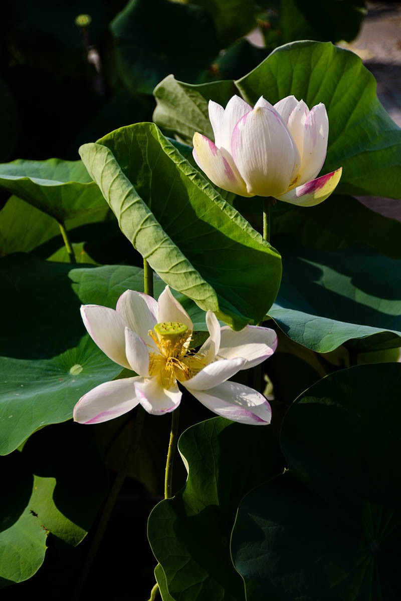 #荷花#-----莲花池荷花2