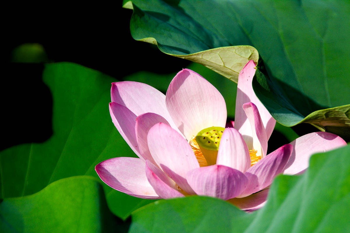 #荷花#-----莲花池荷花2