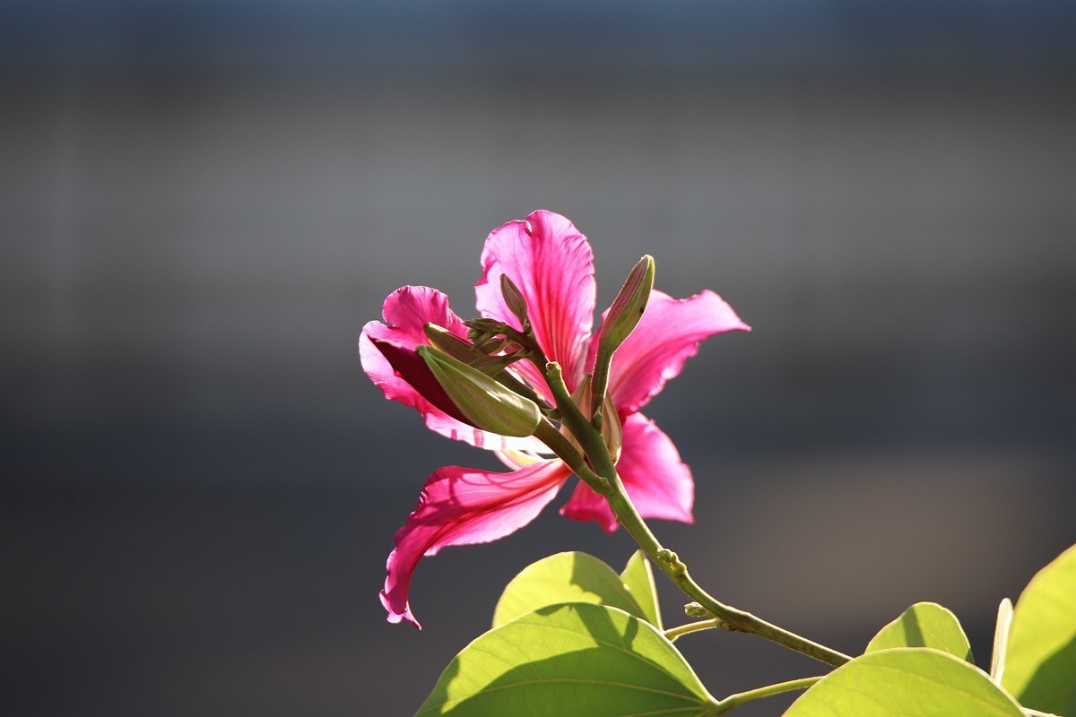 冬拍紫荆花