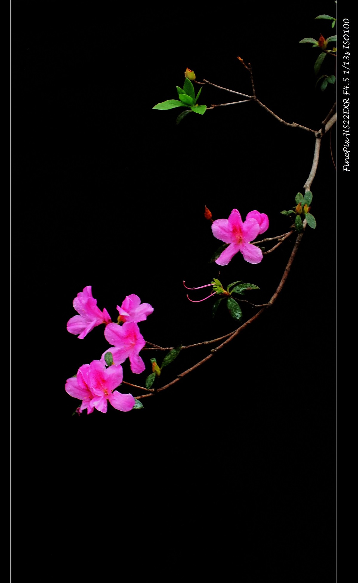 杜鹃花(6)