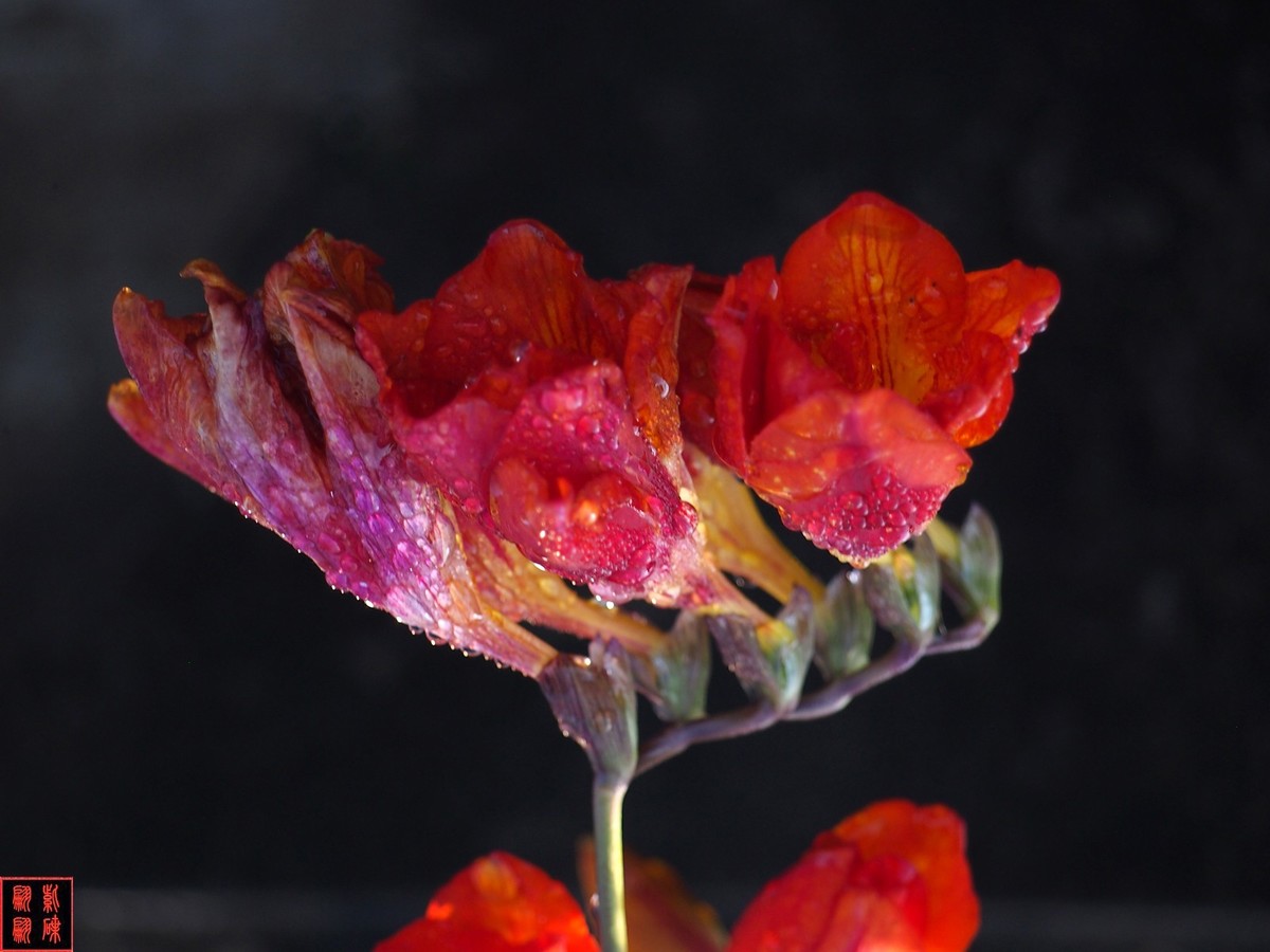 我为春天而开－－－香雪兰（2）