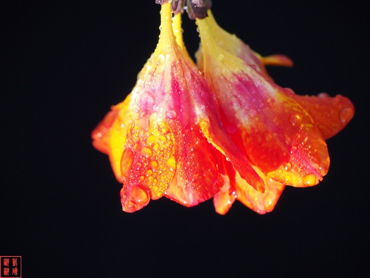 我为春天而开－－－香雪兰（2）