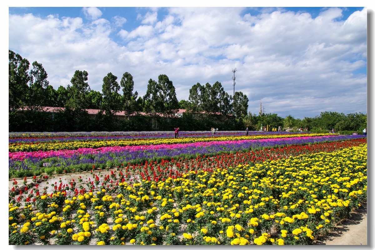 新疆之旅——薰衣草博览园