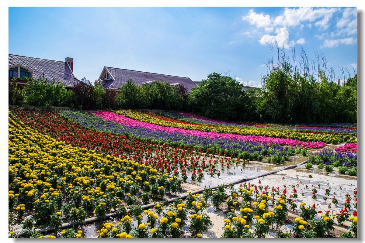 新疆之旅——薰衣草博览园