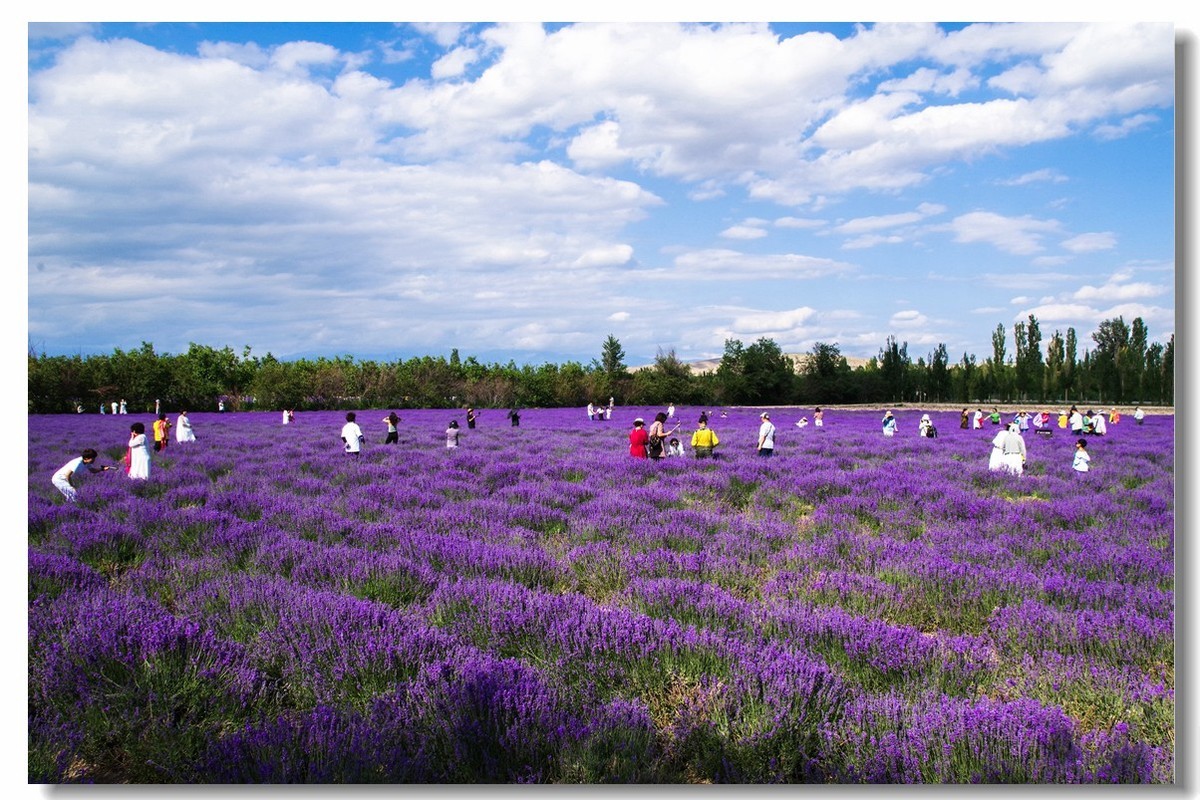 新疆之旅——薰衣草博览园