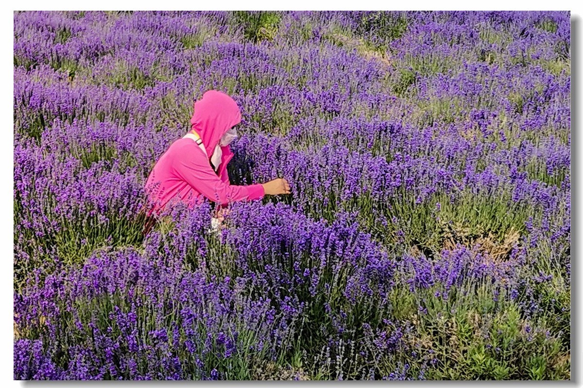 新疆之旅——薰衣草博览园