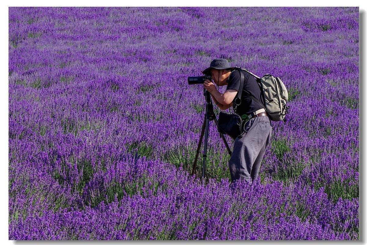 新疆之旅——薰衣草博览园