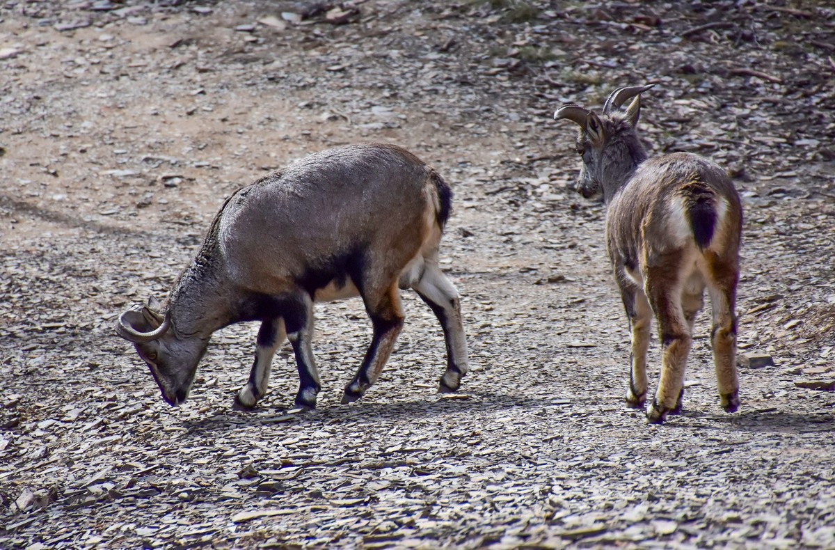 周末去爬贺兰山（下）