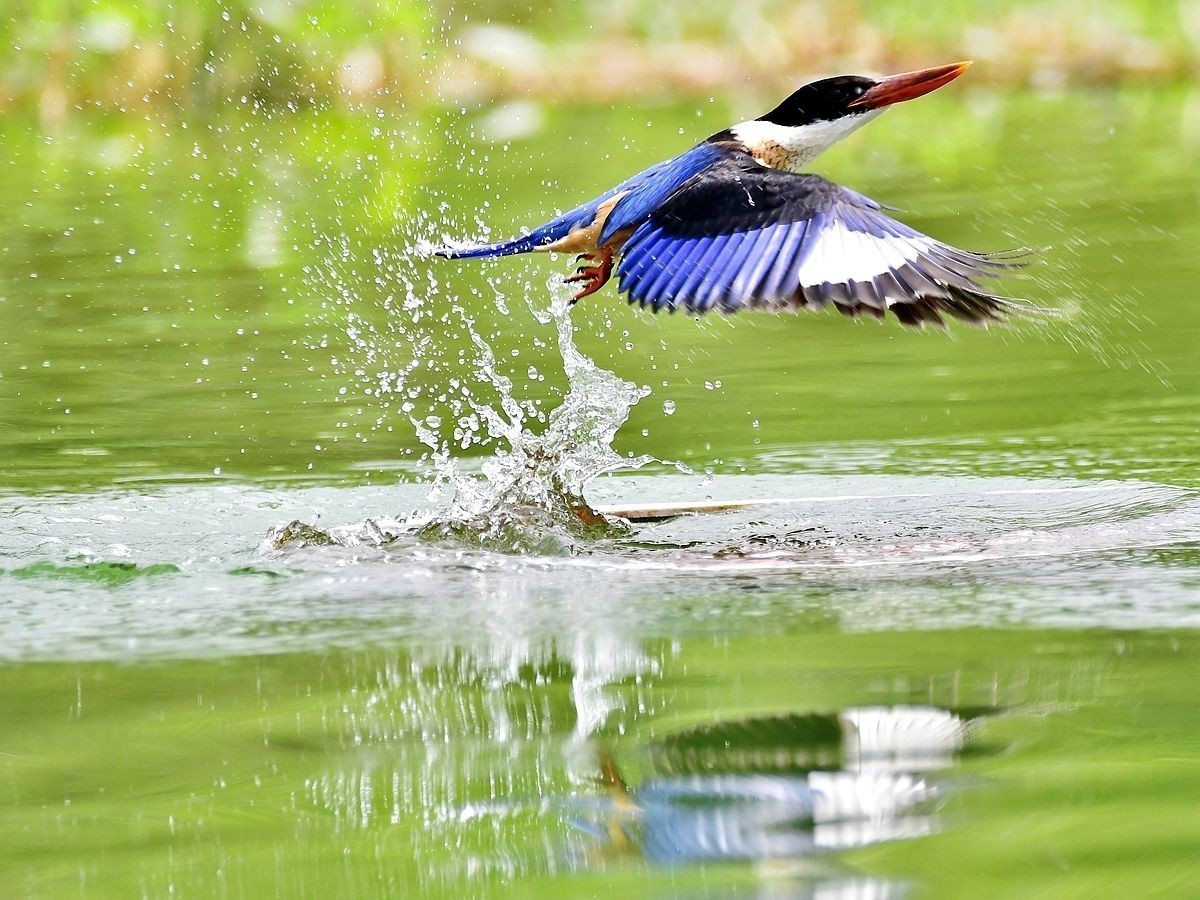 【视觉光影】 潍 坊 拍 鸟 （22）