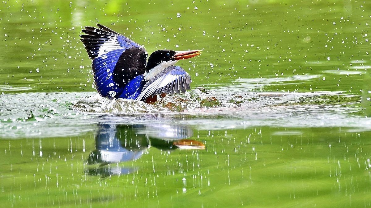 【视觉光影】 潍 坊 拍 鸟 （22）