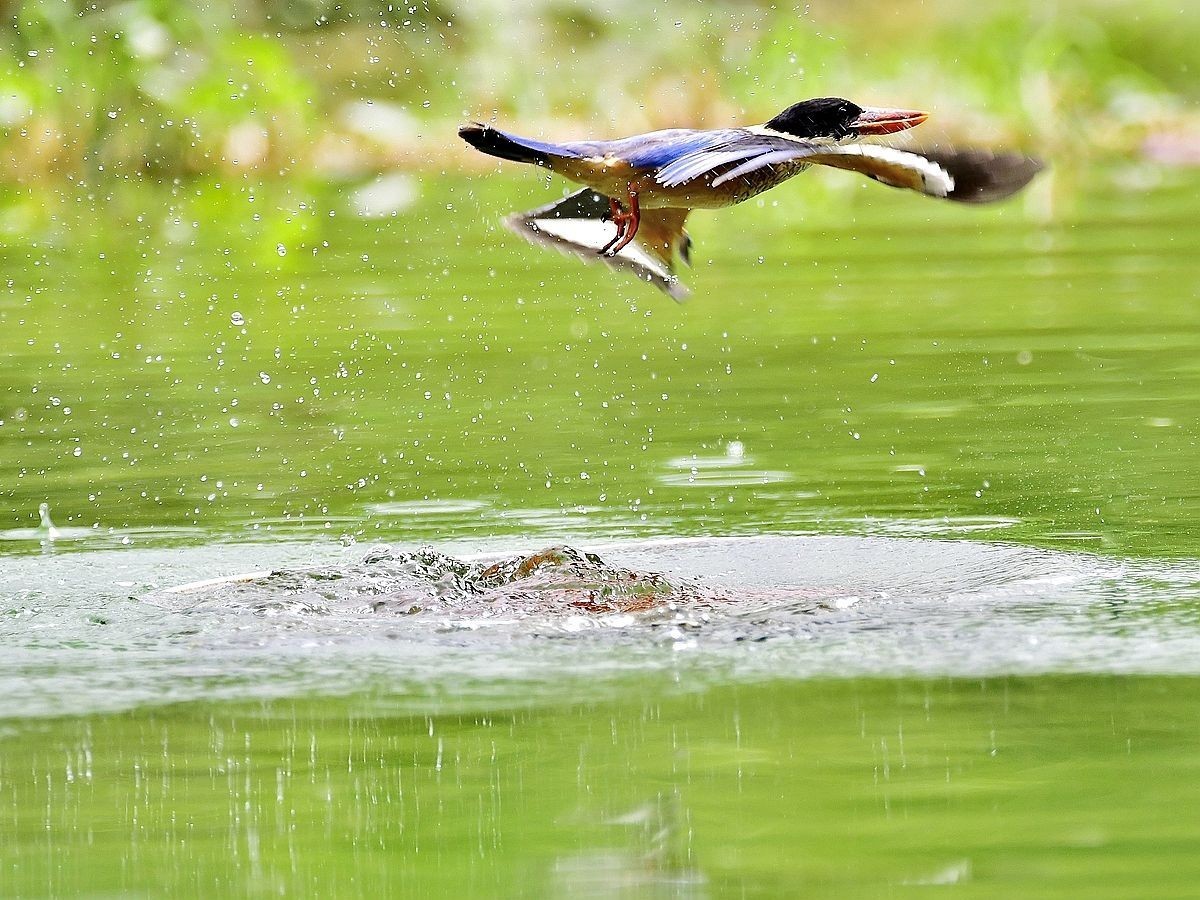 【视觉光影】 潍 坊 拍 鸟 （22）
