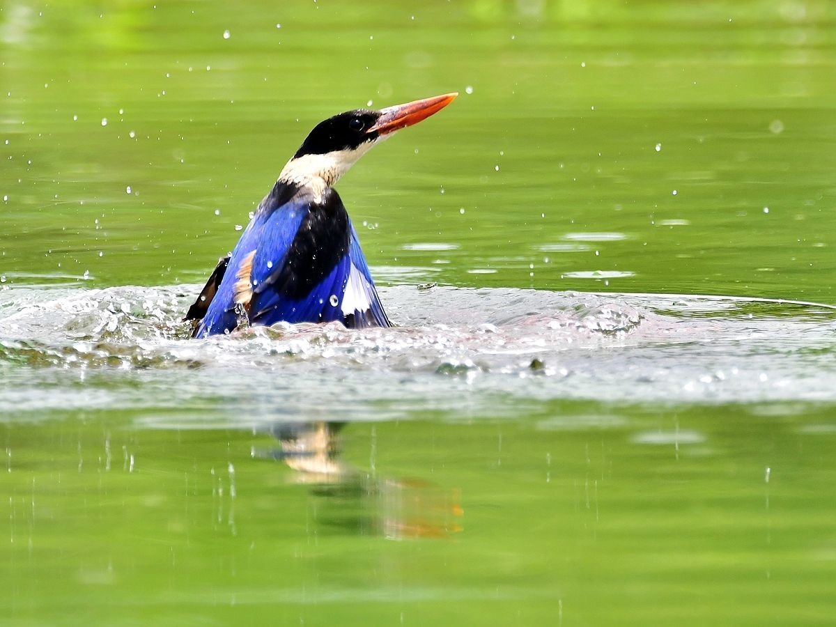 【视觉光影】 潍 坊 拍 鸟 （22）