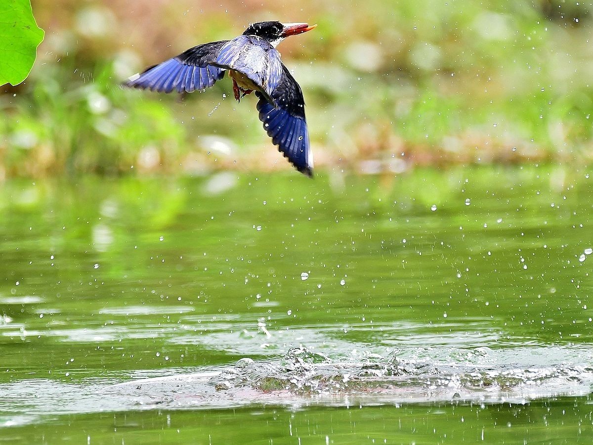 【视觉光影】 潍 坊 拍 鸟 （22）
