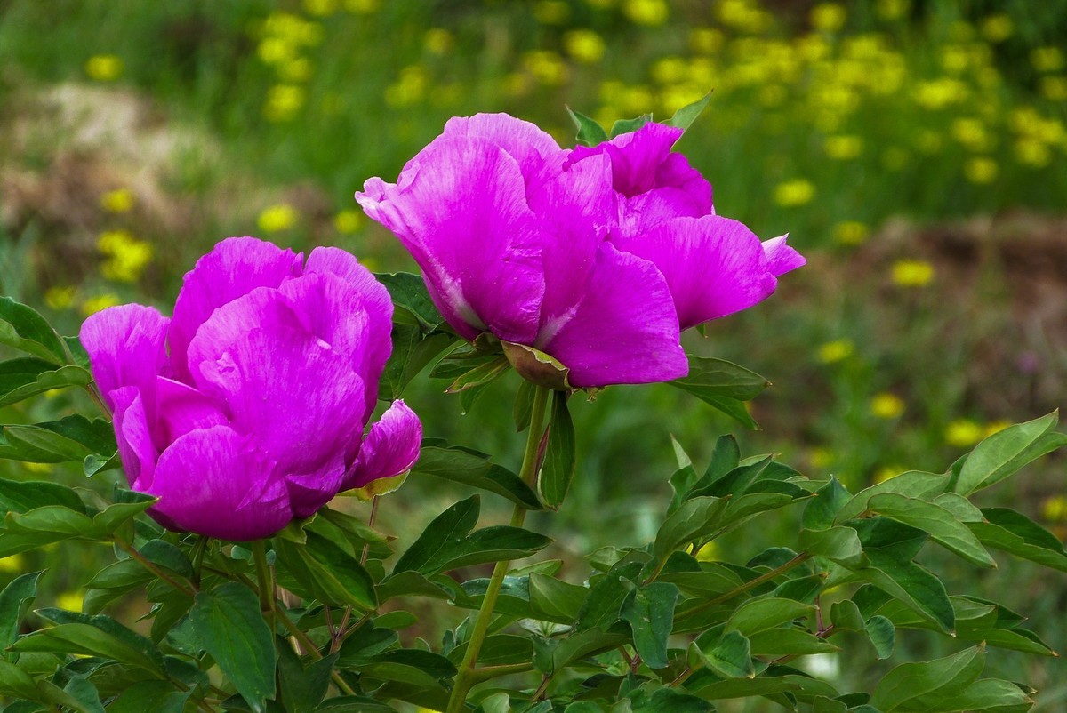 我只是把出去看到的随手记录下来（106）