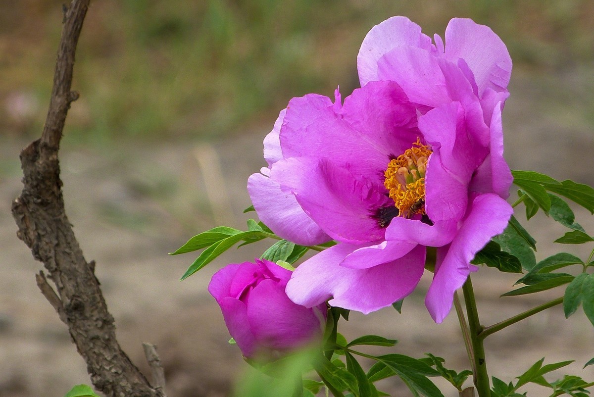 我只是把出去看到的随手记录下来（106）